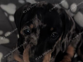 2 smooth dachshund puppies