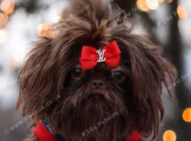 Imperial shih tzu small tiny chocolate