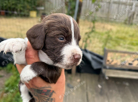 Cocker spaniel