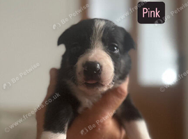 Meet your new best friend