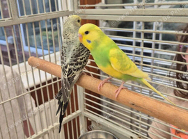 Budgies x 3 and cage 15 weeks old