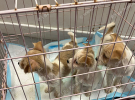 Miniature Jack Russell + Maltese