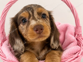 Beautiful long hair dachshunds