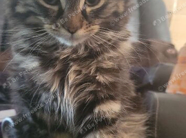 13 week old main coon / Norwegian Forrest kitten