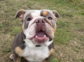 Spayed female English bulldog