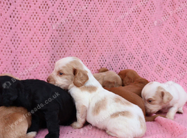 Gorgeous cocker spaniel pups