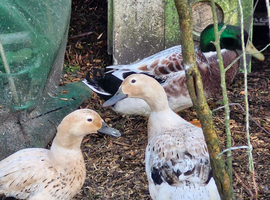 Welsh Harlequin Duck Hatching Eggs
