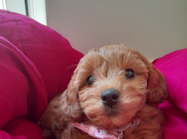 Gorgeous girl cavapoo