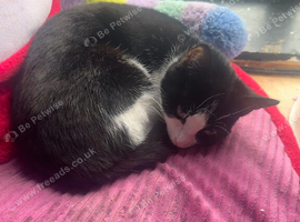 beautiful black and white cat