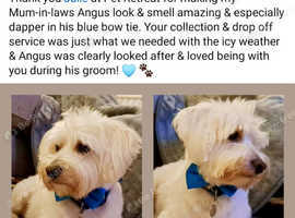 Dog Grooming