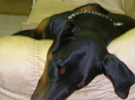 Doberman wanted