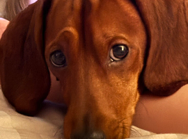 2 year old dachshund
