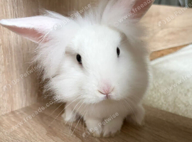 RABBIT FOR SALE LIMAVADY!!