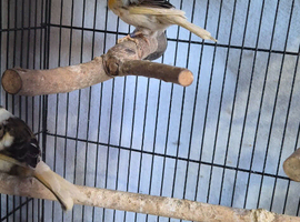 2 x male harlequin canaries