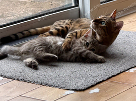 Beautiful Bengal x kittens