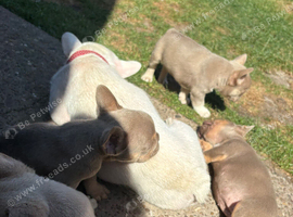 Pink Fluffy Producer Isabella Females health clear