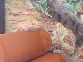 Pleco white snow