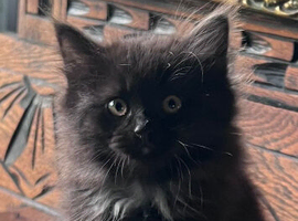Beautiful Siberian kittens