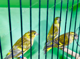 Mutation Siskin Cocks 2026