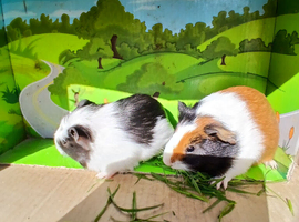 Pair of guinea pig sisters