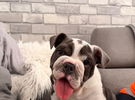 English bulldog female puppy