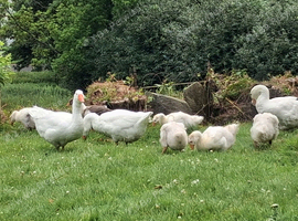 EMBDEN GEESE