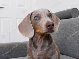 Ralph - a 6month old male pup - lilac in colour.
