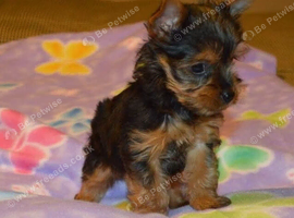 Yorkie Boy