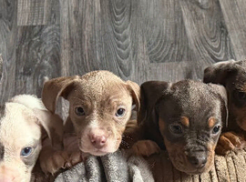French Bull Weiner Puppies