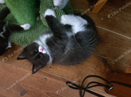 Ragdoll & BSH