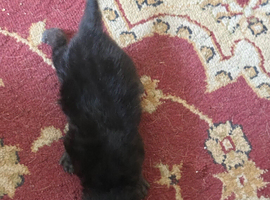 Black Male Kittens