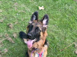 10 months old German shepherd willow