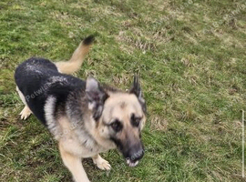 German Shepard