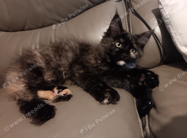 Maine coon ragdoll mix