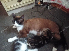 4 little cat boys looking for lovely home