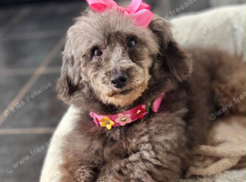 Lovely toy small miniature poodle lady adult bitch