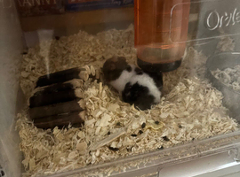 Baby hamsters