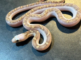 White sided black rat snakes WOW AMAZING