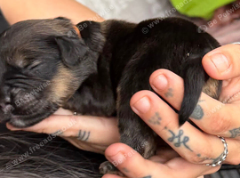 Beautiful frenchie x puppies