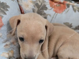 BEAUTIFUL ITALIAN GREYHOUND PUPPIES