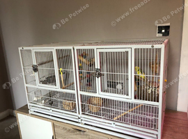 Budgie