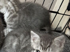 need kittens going to a good home