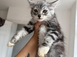 2 kittens