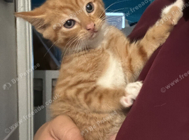 Lovely girl kittens