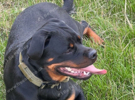10 month old German Rotwiller puppy