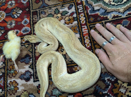 Male ball python
