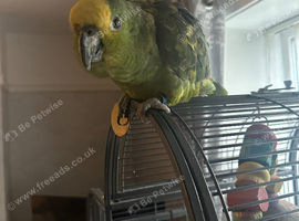 Amazon parrot