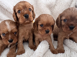 Gentle Cavalier Puppies Seeking Forever Families