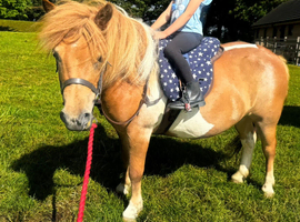 Beautiful pony