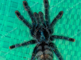 Tarantulas for sale